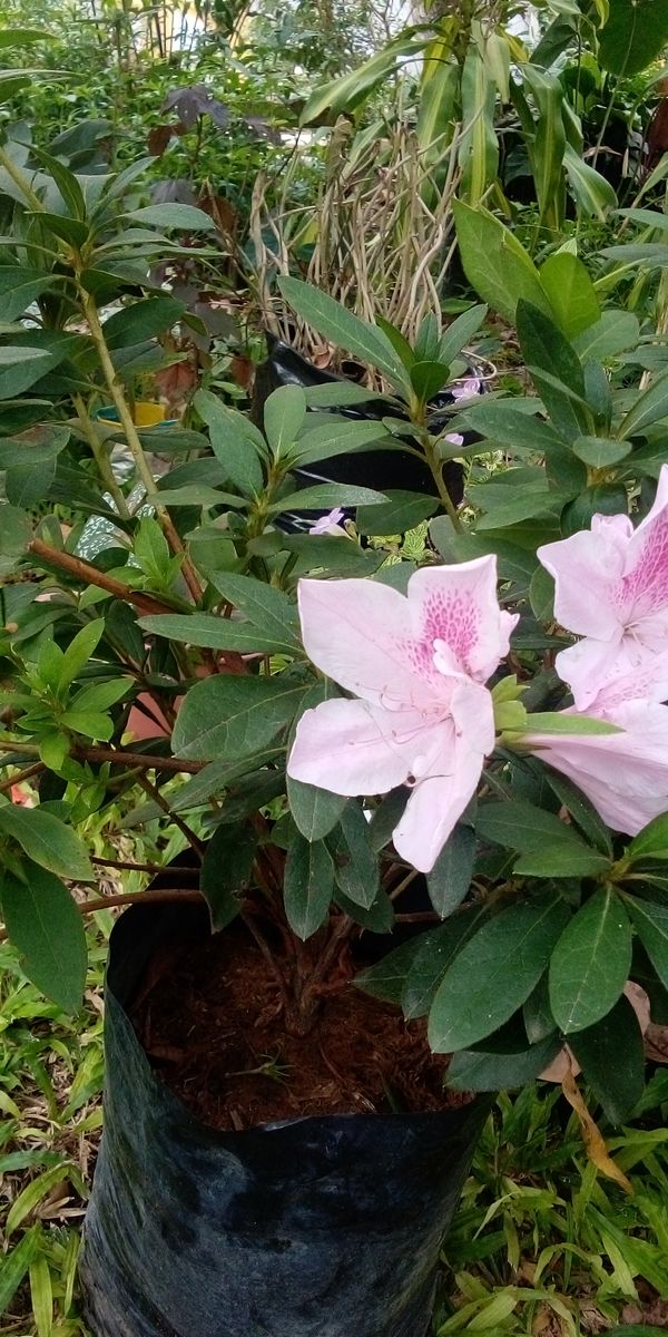 Identificação da planta Azaleia por foto