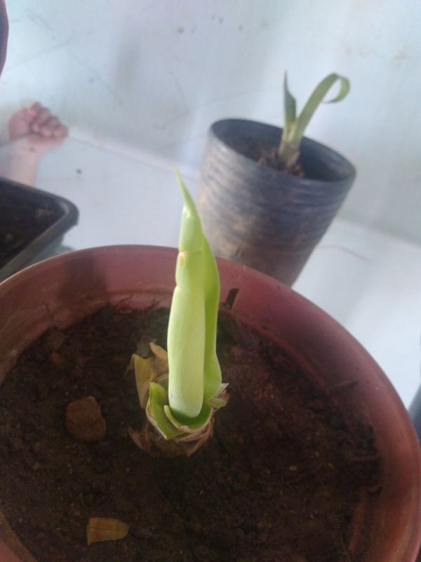 Identificação da planta Pacová por foto