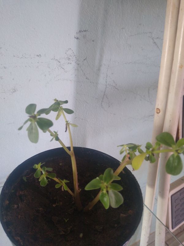 Identificação da planta Onze Horas por foto