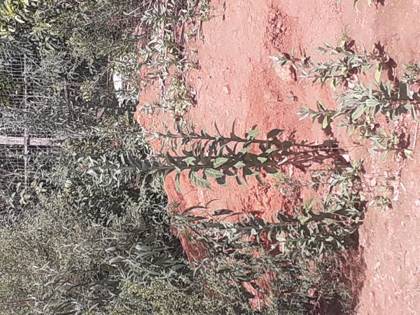 Identificação da planta Buddleia por foto