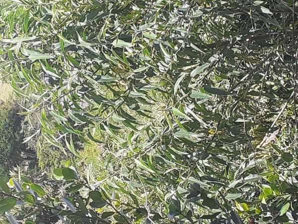Identificação da planta Cotoneaster por foto