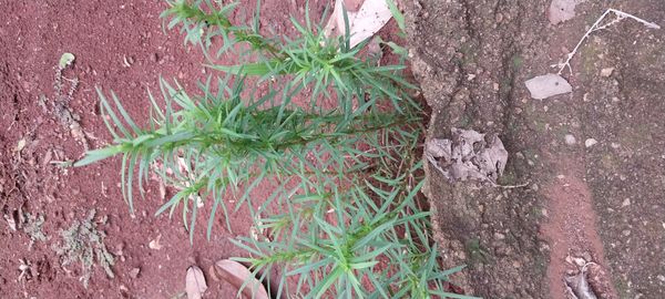 Identificação da planta Catinga-de-bode por foto
