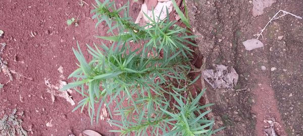 Identificação da planta Margaridinha por foto