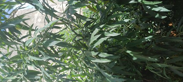 Identificação da planta Salso-anão por foto