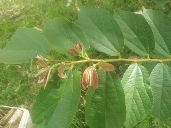 Identificação da planta Açoita-cavalo por foto