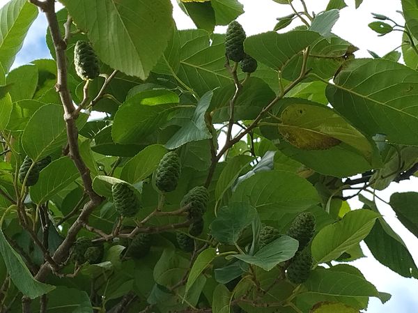 Identificação da planta Amieiro-japonês por foto
