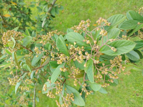 Identificação da planta Cotoneaster por foto