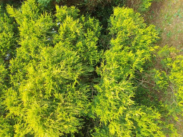 Identificação da planta Falsa-cipreste por foto