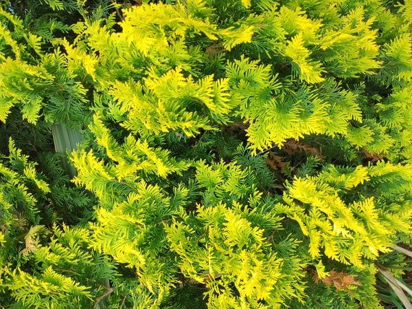 Identificação da planta Hinoki por foto