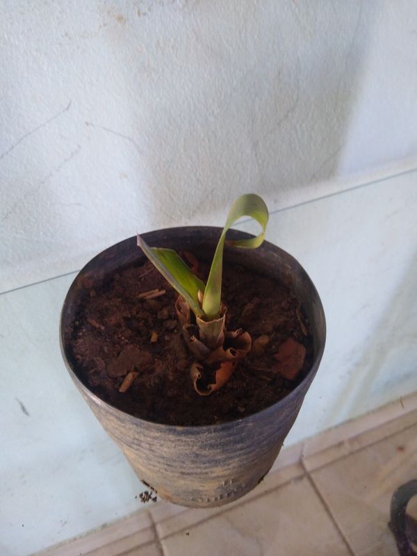 Identificação da planta Gravatinha por foto