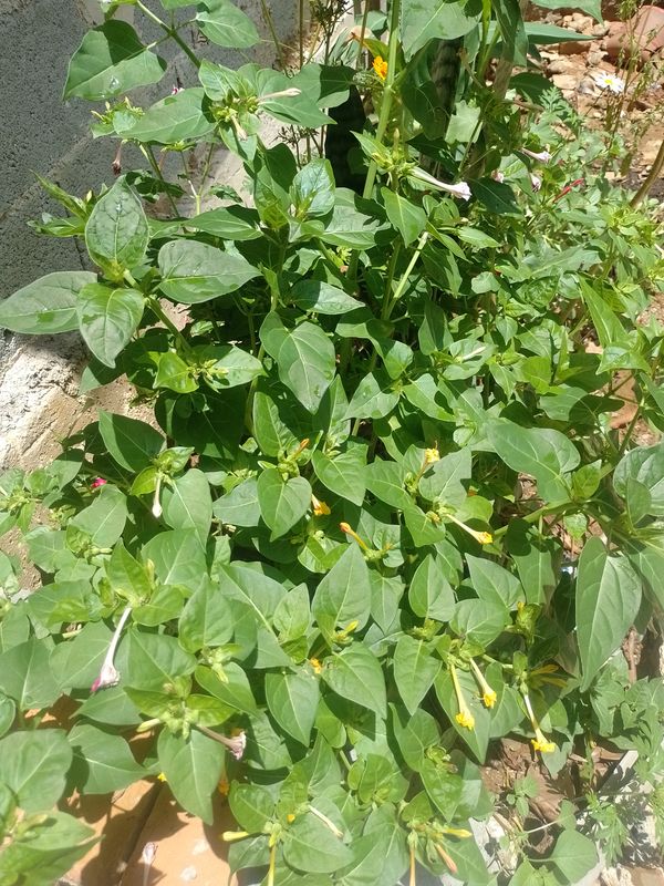 Identificação da planta Jalapa-de-jardim por foto