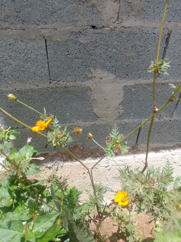 Identificação da planta Cosmos por foto