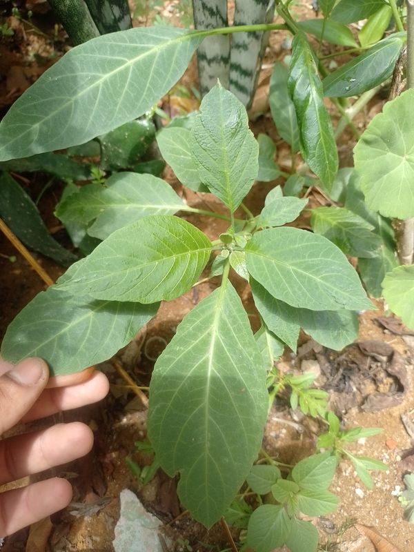 Identificação da planta Trombeta-de-anjos por foto