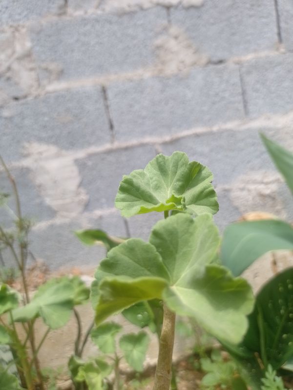 Identificação da planta Gerânio por foto