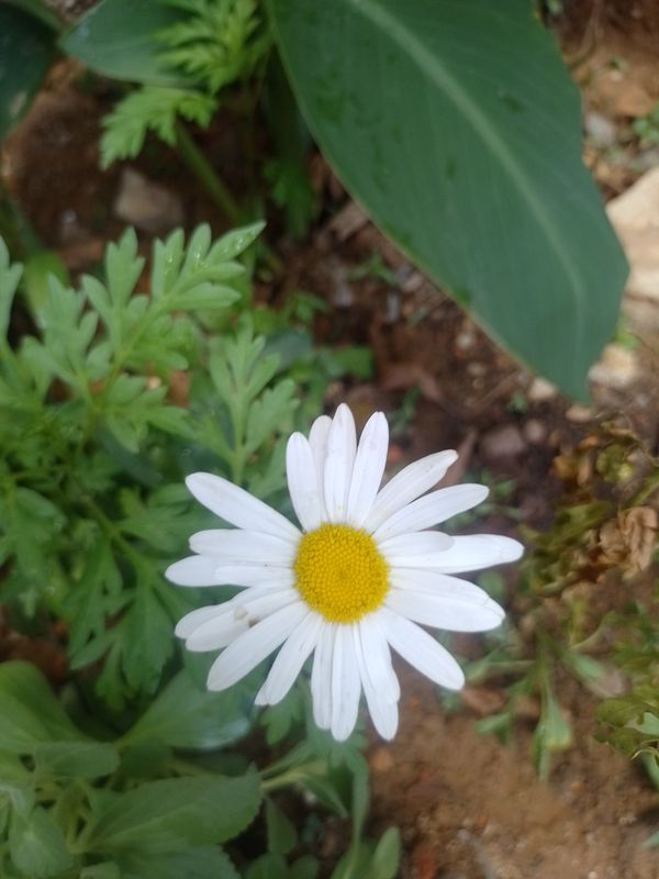 Identificação da planta Margarida Shasta por foto