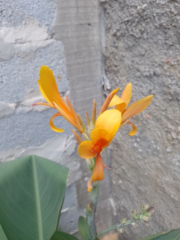 Identificação da planta Cana da india por foto