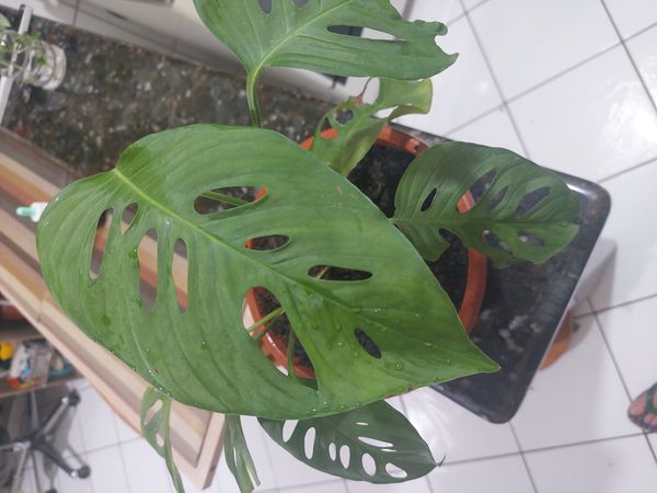 Identificação da planta Costela de Eva por foto