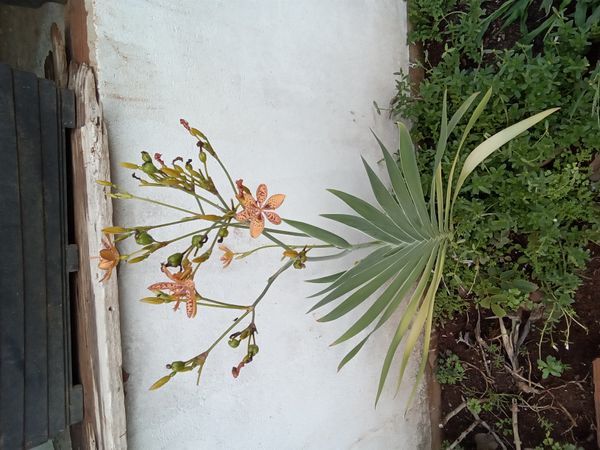 Identificação da planta Flor-leopardo por foto