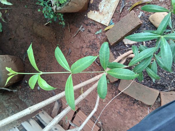 Identificação da planta Alamanda por foto