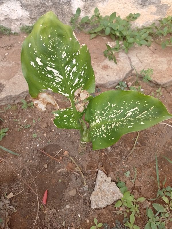Identificação da planta Comigo-ninguém-pode por foto