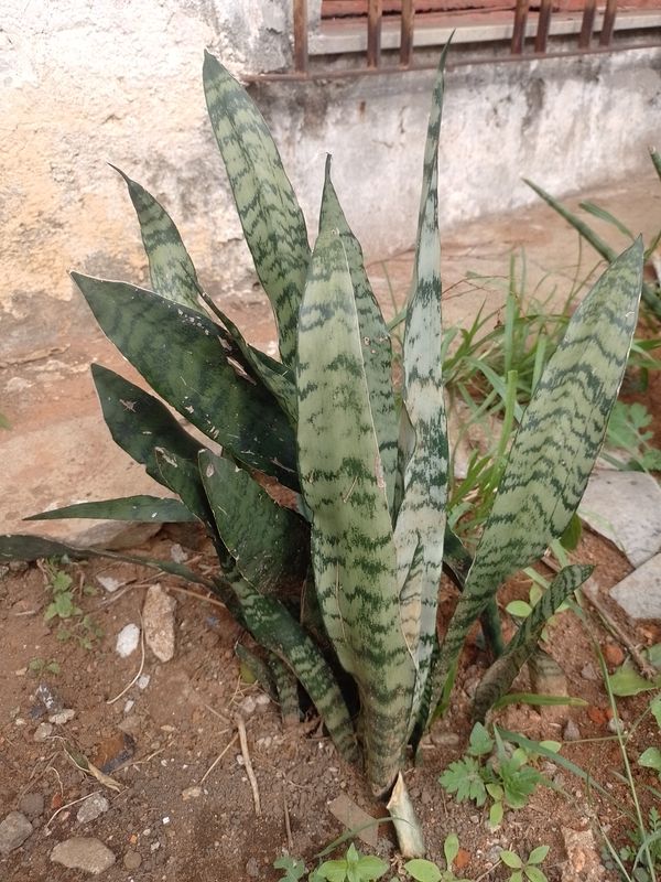 Identificação da planta Espada de São Jorge por foto