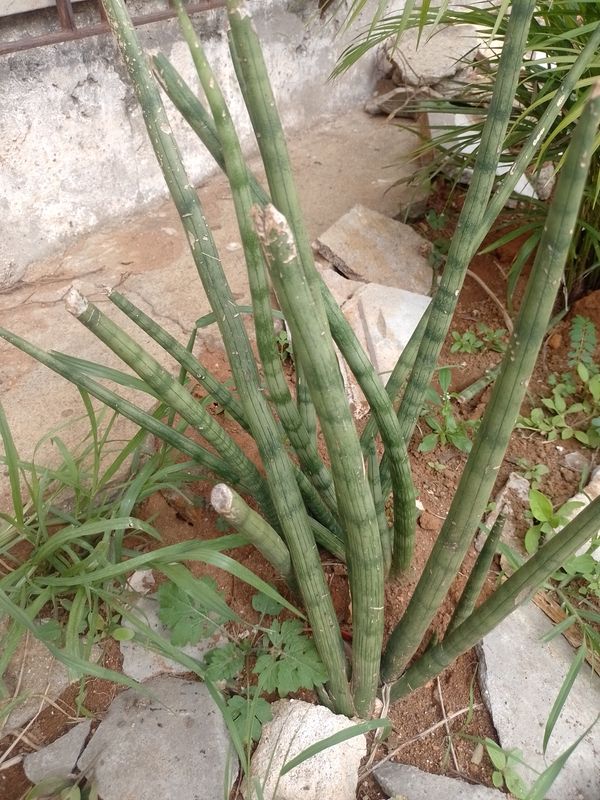 Identificação da planta Lança de São Jorge por foto