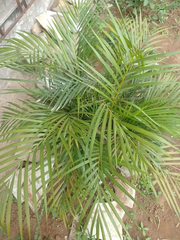 Identificação da planta Areca-bambu por foto