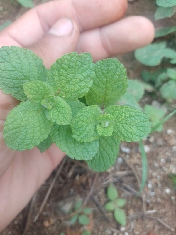 Identificação da planta Hortelã-da-folha-grossa por foto