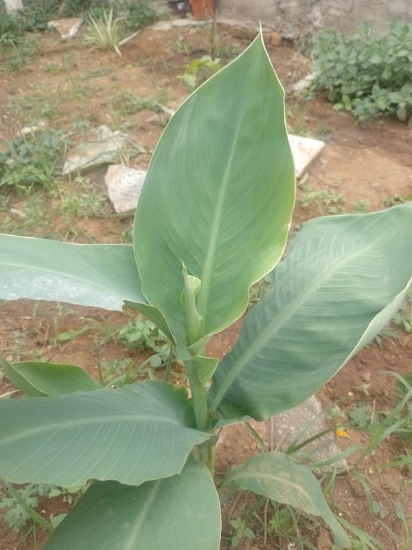 Identificação da planta Biri por foto