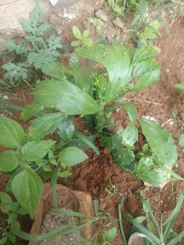 Identificação da planta Palma-de-cristo por foto