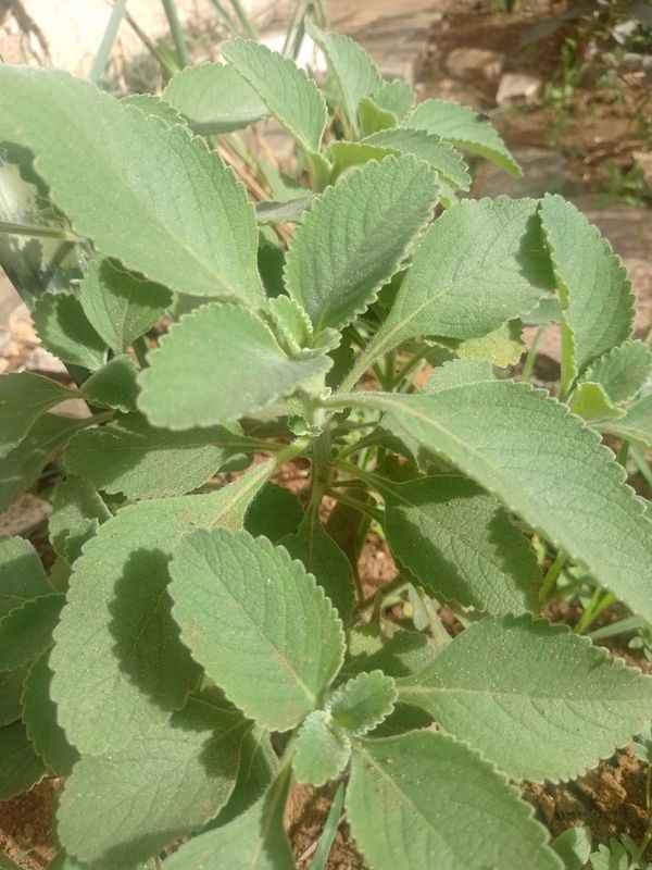 Identificação da planta Boldo por foto