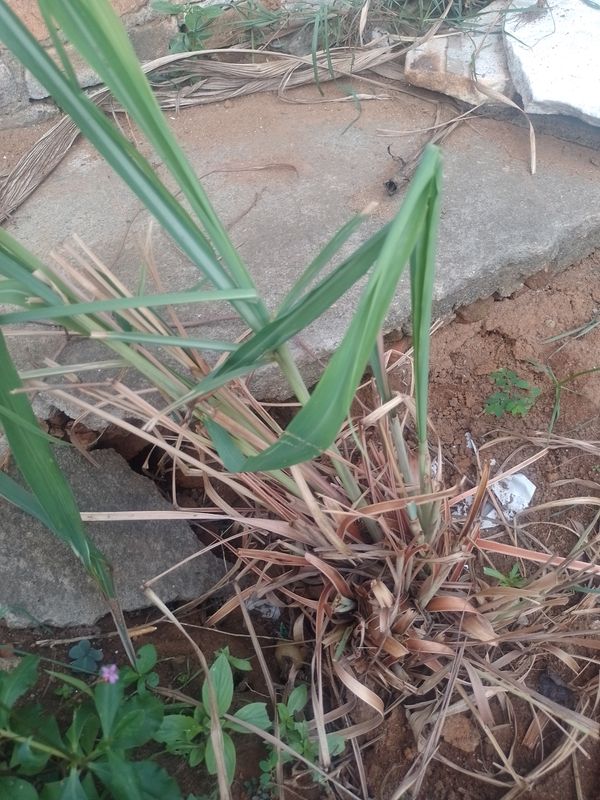 Identificação da planta Capim-limão por foto
