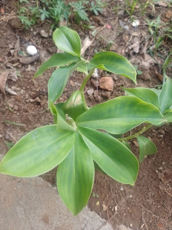Identificação da planta Cana-de-macaco por foto