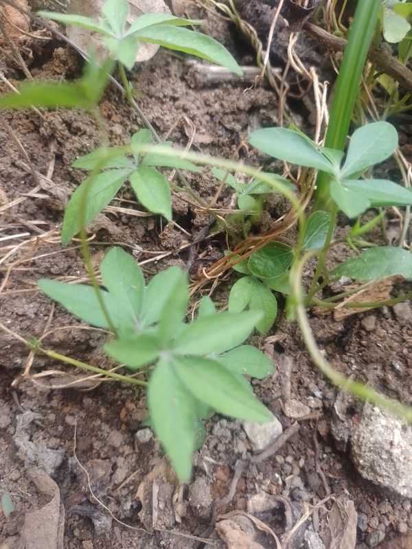 Identificação da planta Sete-léguas por foto