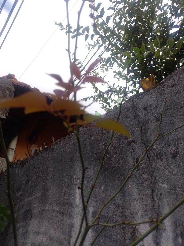 Identificação da planta Rosa-do-campo por foto
