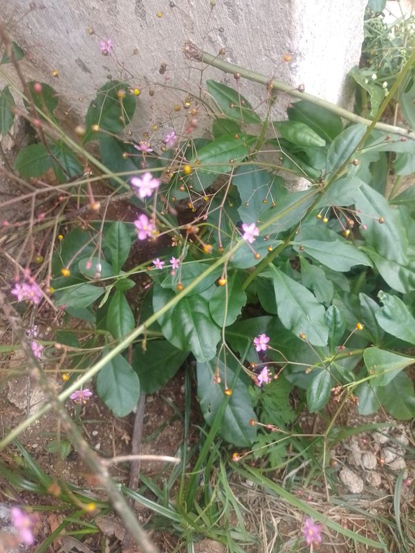 Identificação da planta Maria-gorda por foto
