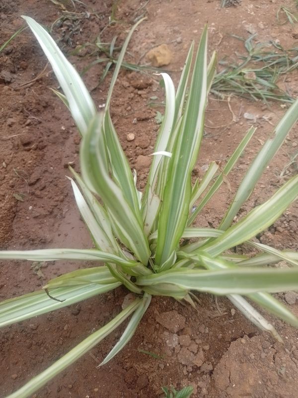 Identificação da planta Clorófito por foto