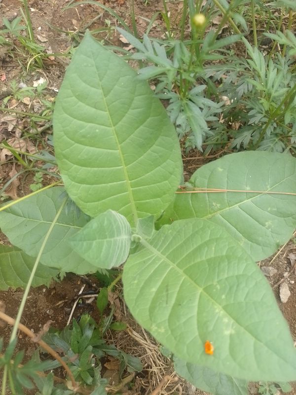 Identificação da planta Fumo por foto