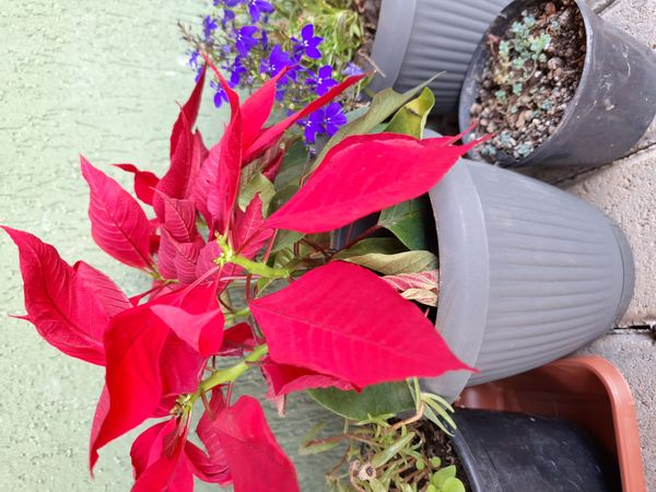 Identificação da planta Bico-de-papagaio por foto
