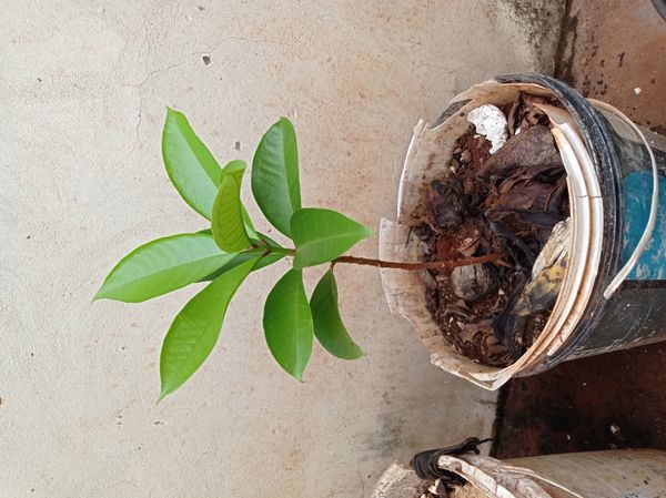 Identificação da planta Jambo por foto
