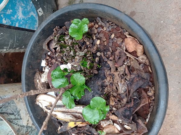 Identificação da planta Peito-de-moça por foto