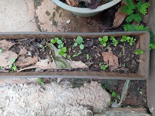 Identificação da planta Língua-de-vaca por foto