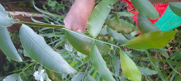 Identificação da planta Chachairu por foto