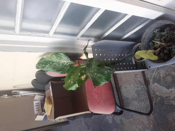 Identificação da planta Comigo-ninguém-pode por foto