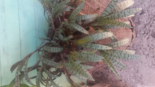 Identificação da planta Planta-pérola por foto