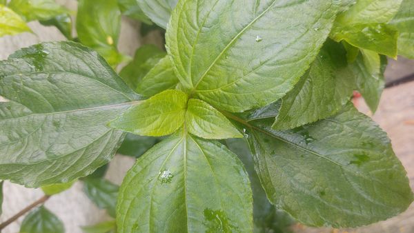 Identificação da planta Picão-branco por foto