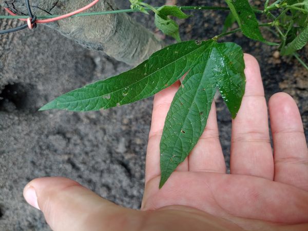Identificação da planta Vira-vira por foto