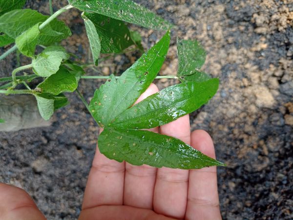 Identificação da planta Vira-vira por foto