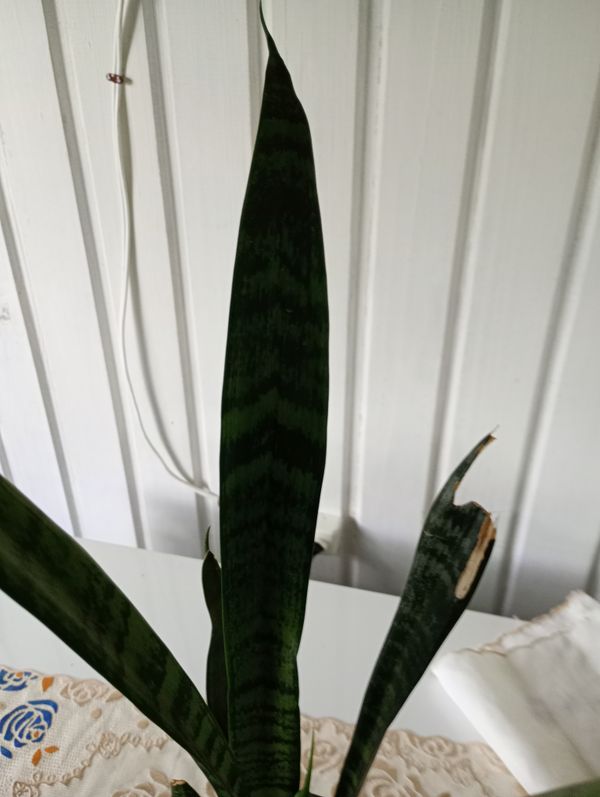 Identificação da planta Espadinha de São jorge por foto