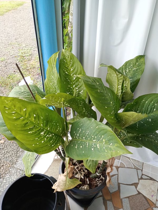 Identificação da planta Comigo ninguém pode por foto